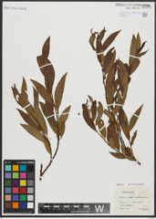 Foto von Salix alba L. x Salix pentandra L.
